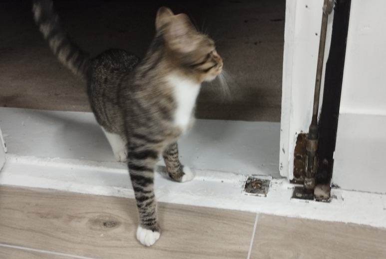 Fundmeldung Katze Männliche , Zwischen 4 und 6 Monaten Saint-Rémy-lès-Chevreuse Frankreich