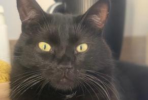Vermisstmeldung Katze Männliche, 2 jahre Monistrol-sur-Loire Frankreich