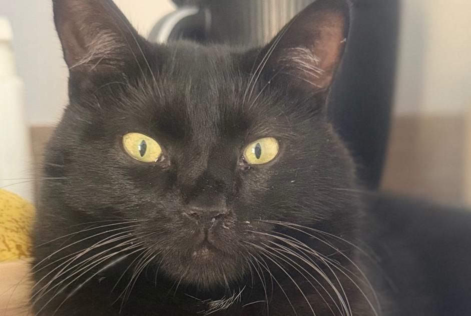 Vermisstmeldung Katze Männliche , 2 jahre Monistrol-sur-Loire Frankreich