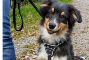 Vermisstmeldung Hund Männliche, 0 jahre Charmont-sous-Barbuise Frankreich