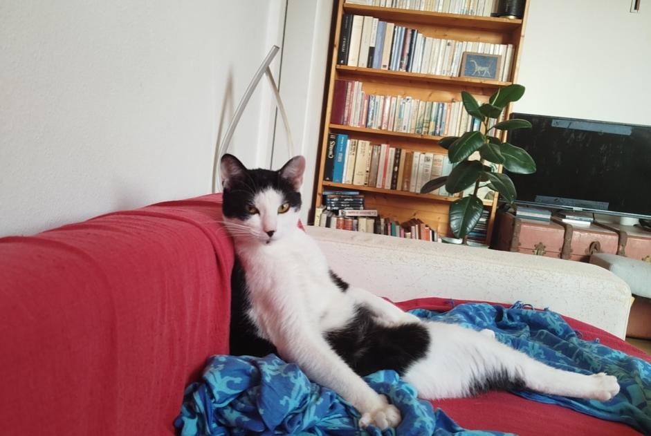 Vermisstmeldung Katze rassenmischung Weiblich , 3 jahre Ivry-sur-Seine Frankreich