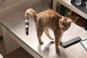 Vermisstmeldung Katze Weiblich, 0 jahre Villeurbanne Frankreich