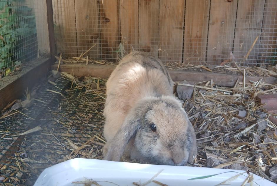 Fundmeldung Hase Unbekannt Villerest Frankreich