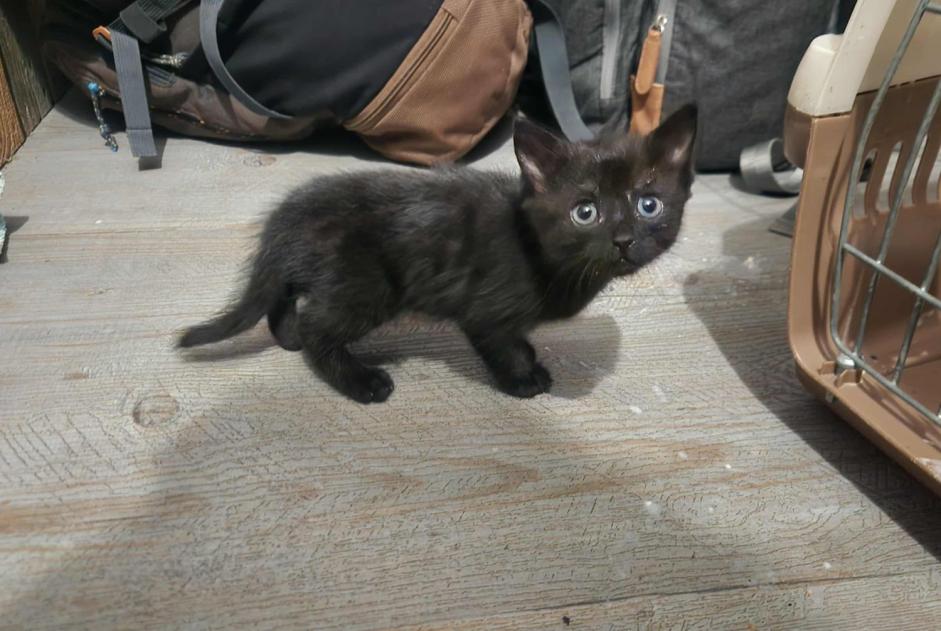 Fundmeldung Katze Unbekannt Clairvaux-les-Lacs Frankreich