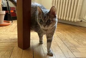Fundmeldung Katze Weiblich, 4 Jahre Lyon Frankreich