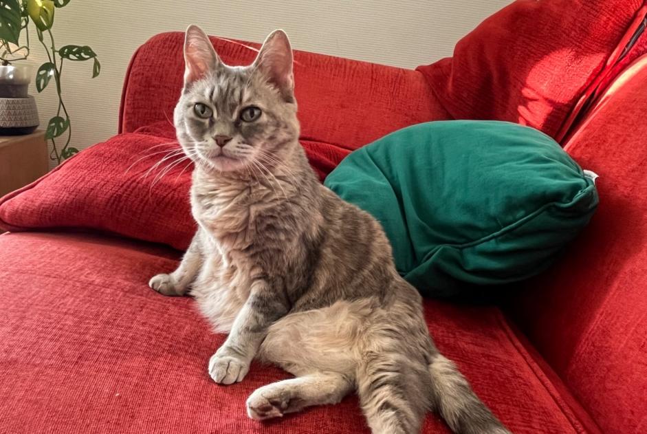Fundmeldung Katze Weiblich , 4 Jahre Lyon Frankreich