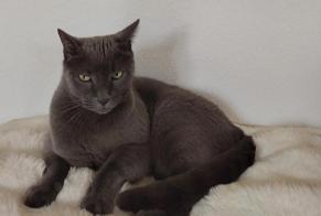 Vermisstmeldung Katze Männliche, 10 jahre Marseille Frankreich