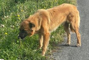 Fundmeldung Hund rassenmischung Männliche Mésanger Frankreich