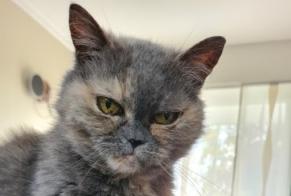 Vermisstmeldung Katze rassenmischung Weiblich, 16 jahre Rennes Frankreich
