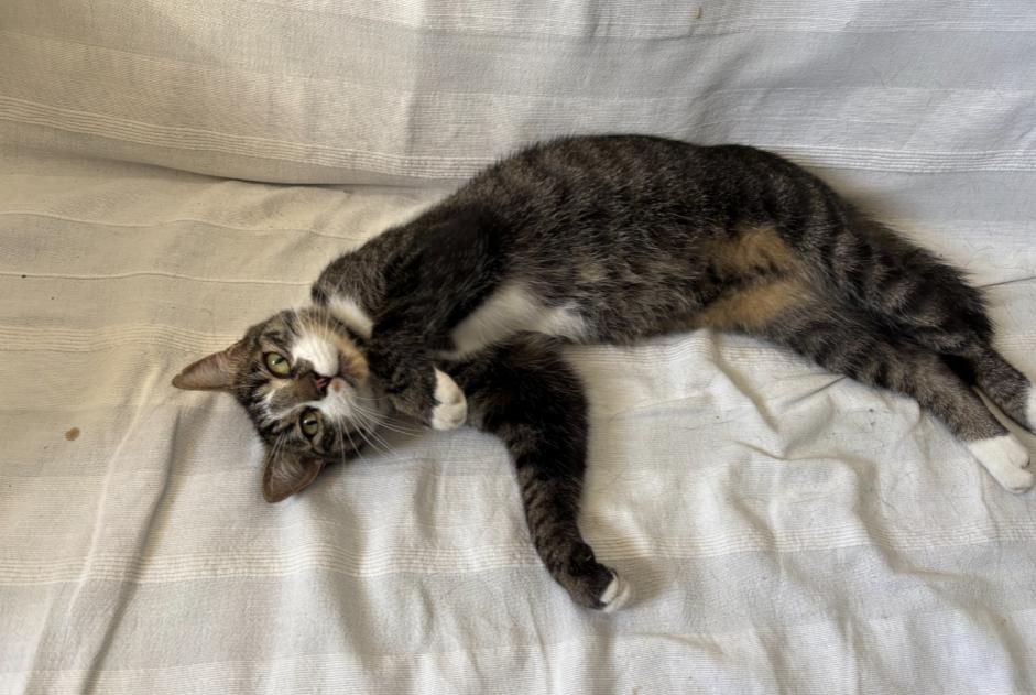 Fundmeldung Katze rassenmischung Weiblich Sauvimont Frankreich