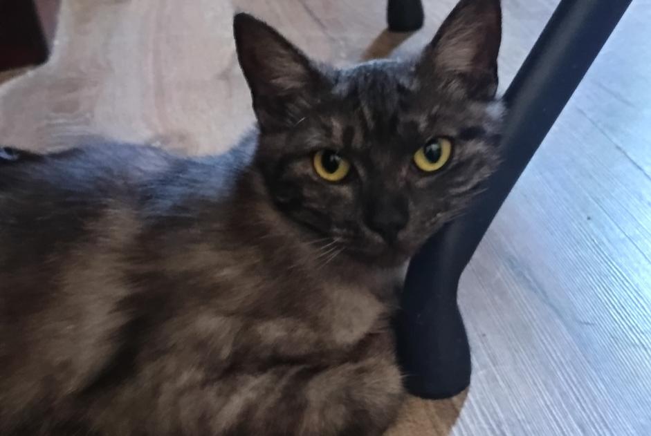 Vermisstmeldung Katze Männliche , 2 jahre Béziers Frankreich