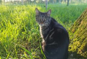 Vermisstmeldung Katze Männliche, 6 jahre Nort-sur-Erdre Frankreich