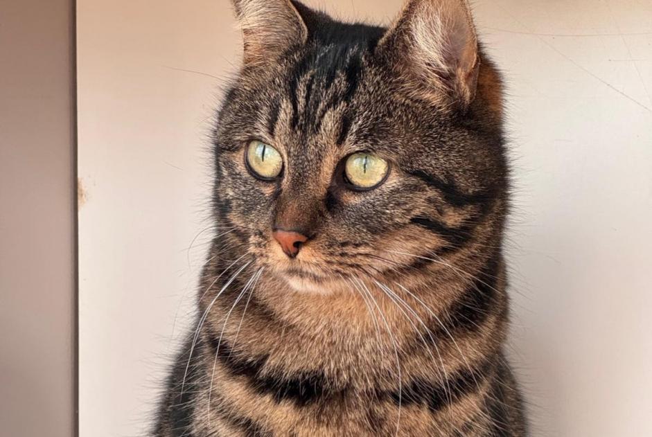 Vermisstmeldung Katze  Männliche , 6 jahre Nort-sur-Erdre Frankreich
