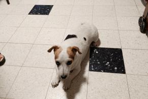 Fundmeldung Hund Weiblich Laroche-Saint-Cydroine Frankreich