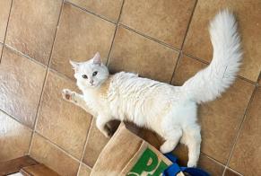 Fundmeldung Katze Unbekannt Trinay Frankreich
