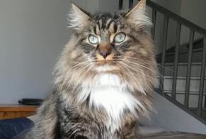 Vermisstmeldung Katze Männliche, 2 jahre Wingles Frankreich