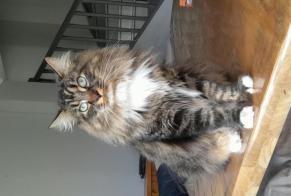 Vermisstmeldung Katze Männliche, 2 jahre Wingles Frankreich