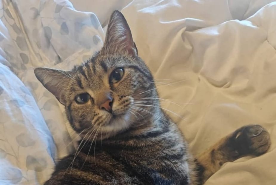 Vermisstmeldung Katze  Männliche , 2 jahre Fillière Frankreich