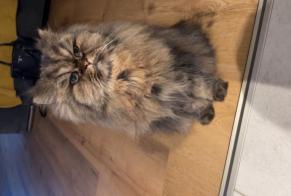 Vermisstmeldung Katze Weiblich, 13 jahre Espéraza Frankreich