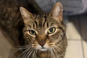 Vermisstmeldung Katze Männliche, 14 jahre Loisin Frankreich