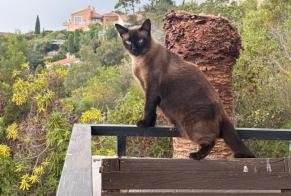 Vermisstmeldung Katze Männliche, 4 jahre Saint-Raphaël Frankreich