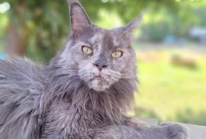 Vermisstmeldung Katze Weiblich, 2 jahre La Crau Frankreich