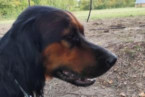 Fundmeldung Hund rassenmischung Männliche, Zwischen 9 und 12 Monaten Canapville Frankreich