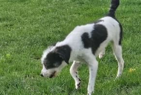 Fundmeldung Hund rassenmischung Männliche Marœuil Frankreich