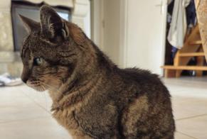 Vermisstmeldung Katze Weiblich, 18 jahre Ploumilliau Frankreich