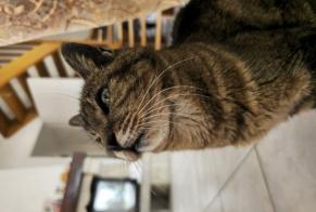 Vermisstmeldung Katze Weiblich, 18 jahre Ploumilliau Frankreich