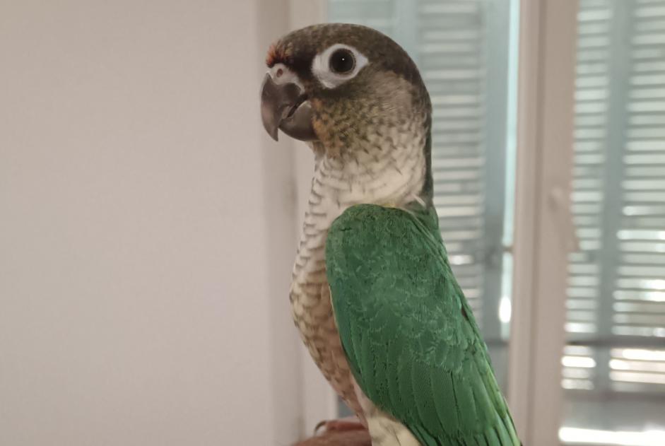 Fundmeldung Vogel Unbekannt Aubagne Frankreich