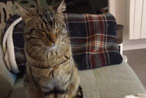 Vermisstmeldung Katze Männliche, 1 jahre Orcemont Frankreich
