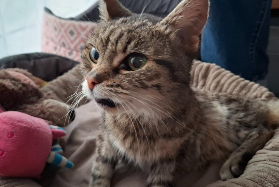 Fundmeldung Katze rassenmischung Weiblich Aÿ-Champagne Frankreich