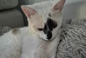 Vermisstmeldung Katze rassenmischung Weiblich, 1 jahre Aulnat Frankreich