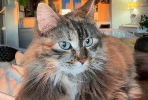 Vermisstmeldung Katze Weiblich, 2 jahre Lucciana Frankreich