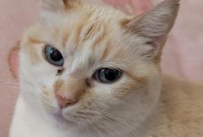 Vermisstmeldung Katze rassenmischung Weiblich, 6 jahre Paris Frankreich