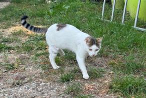 Fundmeldung Katze rassenmischung Männliche Montcarra Frankreich