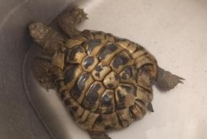 Vermisstmeldung Schildkröte Männliche, 2026 jahre L'Escale Frankreich