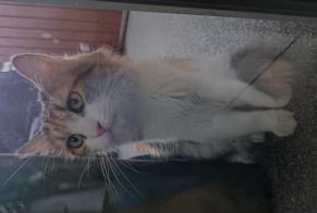 Fundmeldung Katze Weiblich, 1 Jahr Bordeaux Frankreich