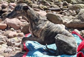 Vermisstmeldung Hund Weiblich, 4 jahre Joinville-le-Pont Frankreich
