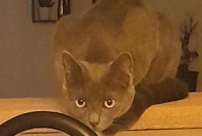 Vermisstmeldung Katze Weiblich, 2 jahre Lassigny Frankreich