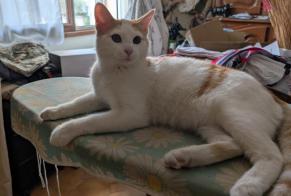 Fundmeldung Katze Männliche Langlade Frankreich