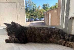 Fundmeldung Katze Männliche, 15 Jahre Longeville-lès-Metz Frankreich