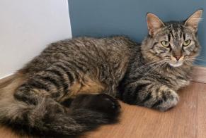 Vermisstmeldung Katze rassenmischung Weiblich, 1 jahre Fillière Frankreich