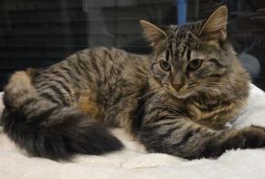 Vermisstmeldung Katze rassenmischung Weiblich, 1 jahre Fillière Frankreich