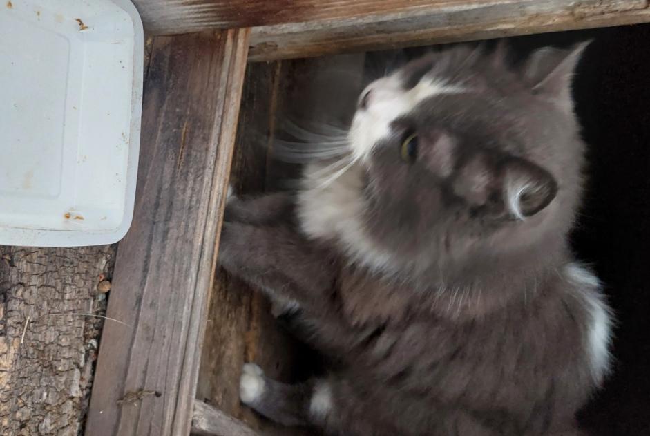 Fundmeldung Katze  Weiblich Le Port Frankreich
