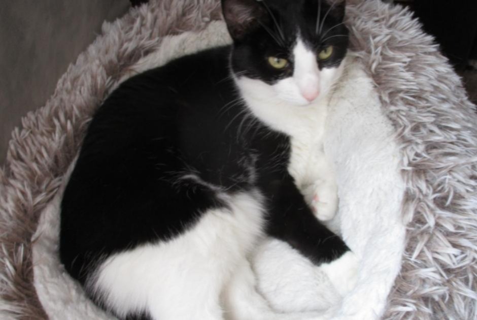 Vermisstmeldung Katze Weiblich , 6 jahre Alençon Frankreich