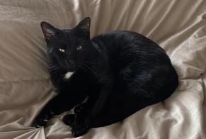 Vermisstmeldung Katze Männliche, 5 jahre Montesquieu-des-Albères Frankreich