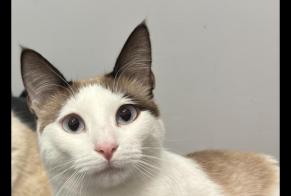 Vermisstmeldung Katze Weiblich, 1 jahre Aubagne Frankreich