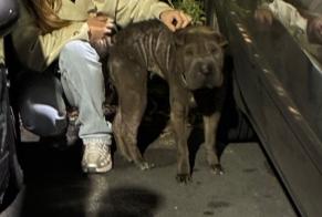Fundmeldung Hund Weiblich Saint-Nicolas Frankreich
